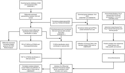 Key ferroptosis-related genes in abdominal aortic aneurysm formation and rupture as determined by combining bioinformatics techniques